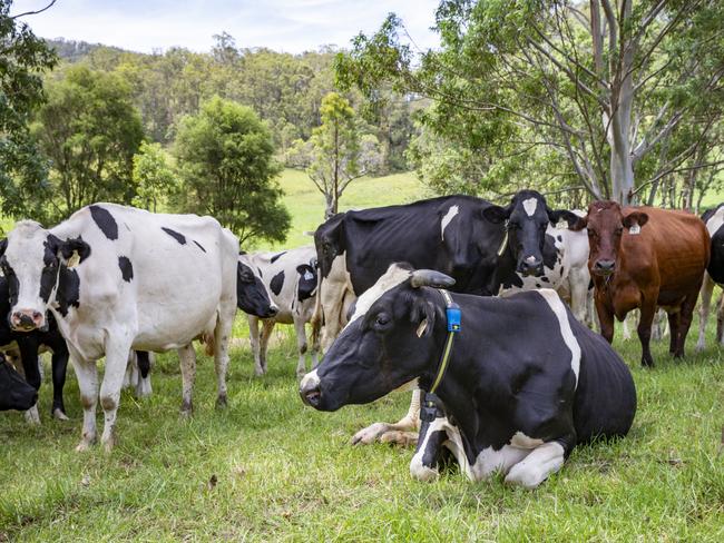 The Australian dairy industry is becoming widely respected in Asia. Picture: Dallas Kilponen/Woolworths