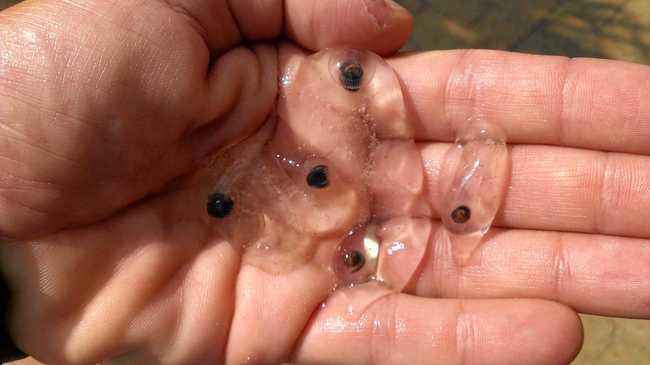 A handful of salp picked out of the ocean at Coolum Beach on the weekend. Picture: Kathy Sundstrom