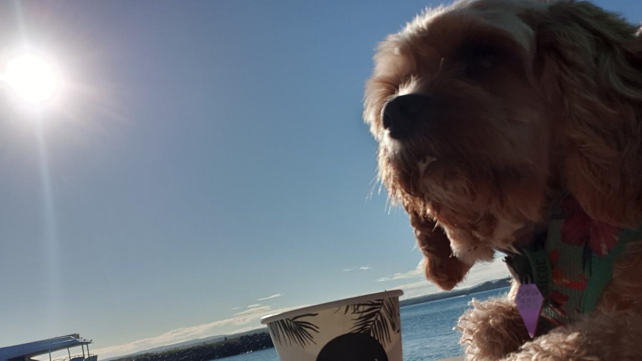 15/10/2020 - Delilah enjoying her morning puppychino at Jetty Coffee Co, Redland Bay Marina. Picture: Sarah Lio-Willie