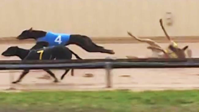 <span id="U833816027278hkD">Coalition for the Protection of Greyhounds SA state director Elle Trahair said another greyhound was killed in a race on the same day as Marty’s Delight in Warrnambool (not pictured).</span> Picture: Supplied