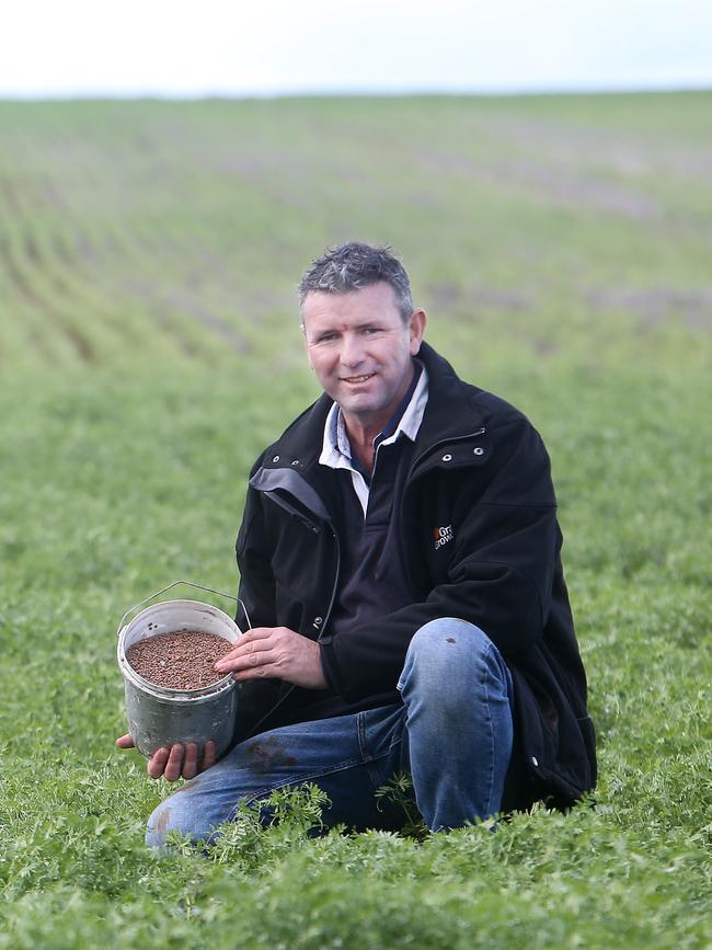 Brett Hosking, with lentil crops, dog - Frankie, Oakvale, Picture Yuri Kouzmin