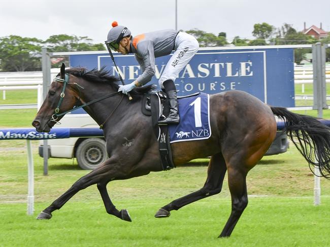 Divine Bene is looking to continue his good form when he steps out on his home track. Picture: Bradley Photos