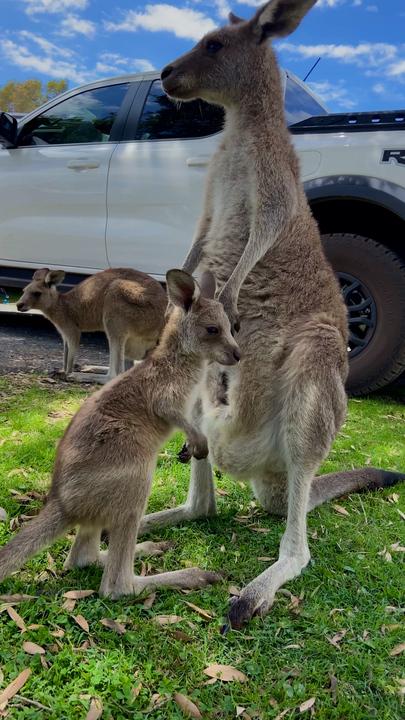Baby joey struggles to fit inside its mum’s pouch