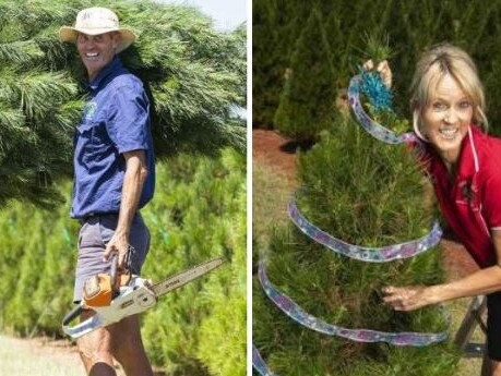 Debbie and Chris Bunker are growing 20,000 Christmas trees on their farm in South Burnett.