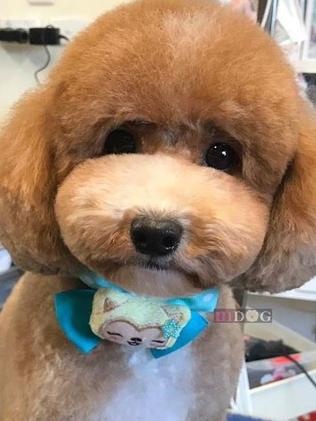 Famous teddy best sale bear dog