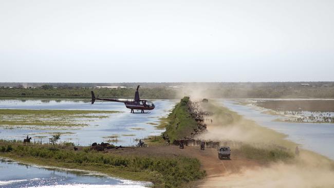 Mustering pilot and manager Rick Ford directs cattle toward the yards at Liveringa Station. Picture: Stacey Ford Photography