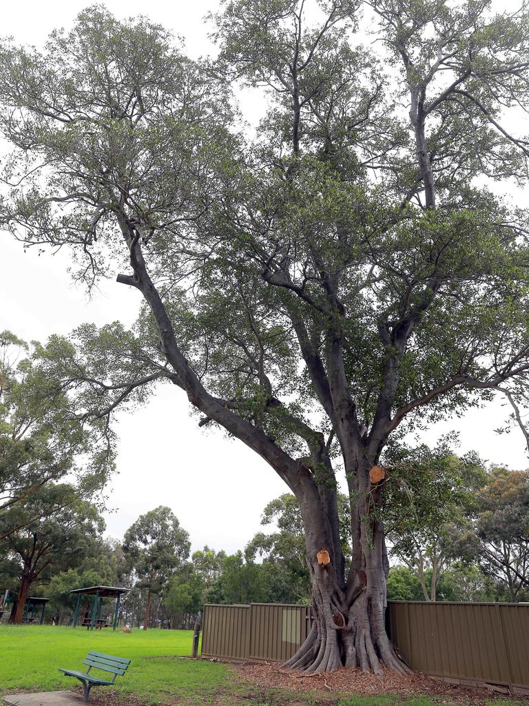 The trees are infested with shot-hole borer beetles. Picture: Angelo Velardo / AFP.