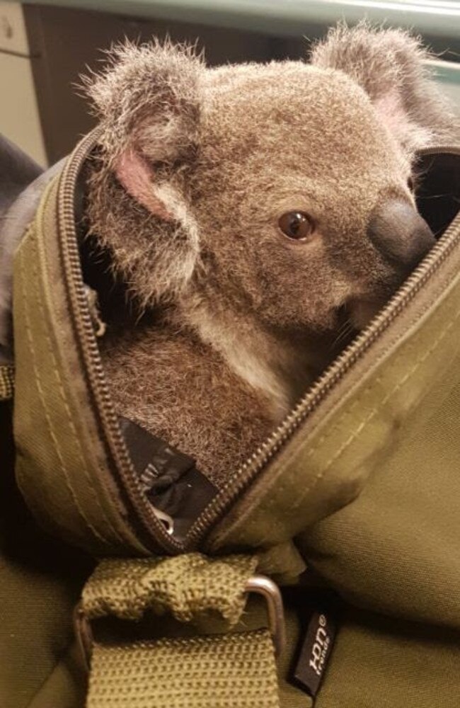 The koala has been named Alfred.