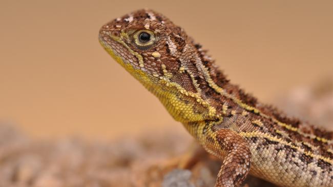 The habitat for the Victorian grassland earless dragon could extend past Geelong to the Bellarine Peninsula. Picture: Rory Keenan, Zoos Victoria