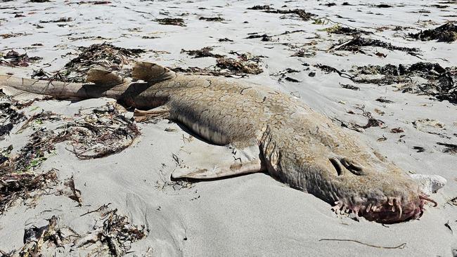 More than 60 wobbegong sharks, stingrays, crabs, snapper, sea urchins, sea slugs and crayfish have washed ashore a beach at Eight Mile Creek. Picture: Facebook.