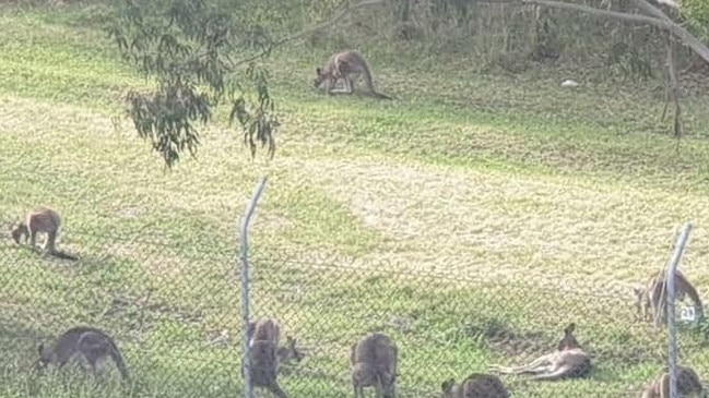 The kangaroos on the former Lilydale quarry site. Supplied