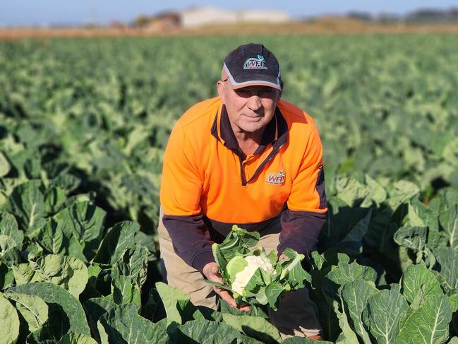 Whitex grower Nick Liangos picking cauliflower