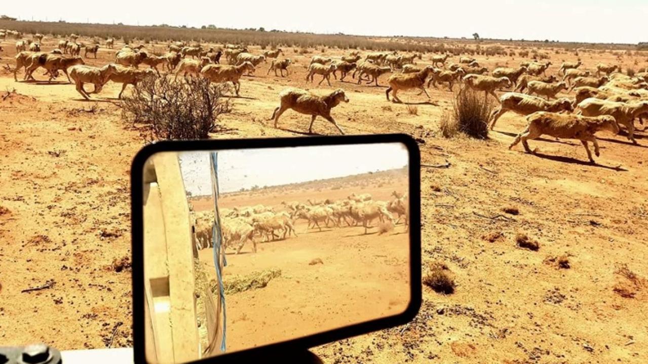 SUNDAY TELEGRAPH SPECIAL.  Shane and Melissa Lee, both 47, and their daughter Lily, 5, have been smashed by dust storms after wild winds whipped up their barren paddocks at Packsaddle north of Broken Hill. Feeding out