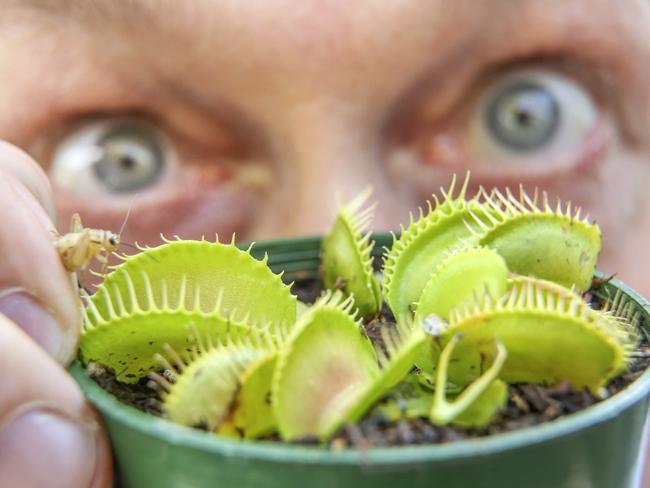 The Venus Fly Trap has interlocking teeth which snap shut to trap its prey. (AAP / Image Bob Barker)