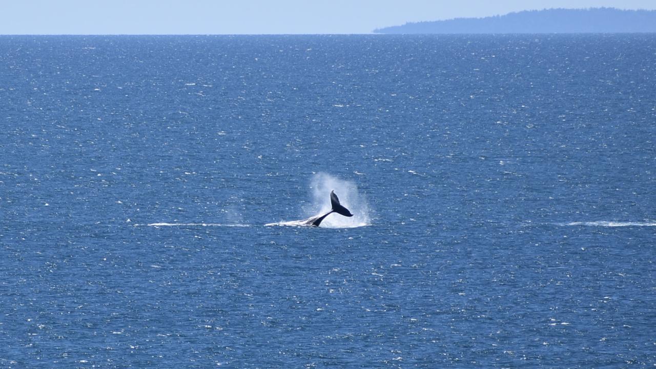 Whales breaching off the Mackay coast as they swam past Lamberts Lookout on Sunday. Picture: Rae Wilson