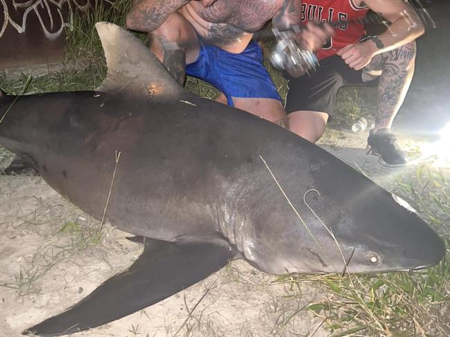 A shark claimed to have been caught at Lake Orr on the Gold Coast. Picture: Facebook