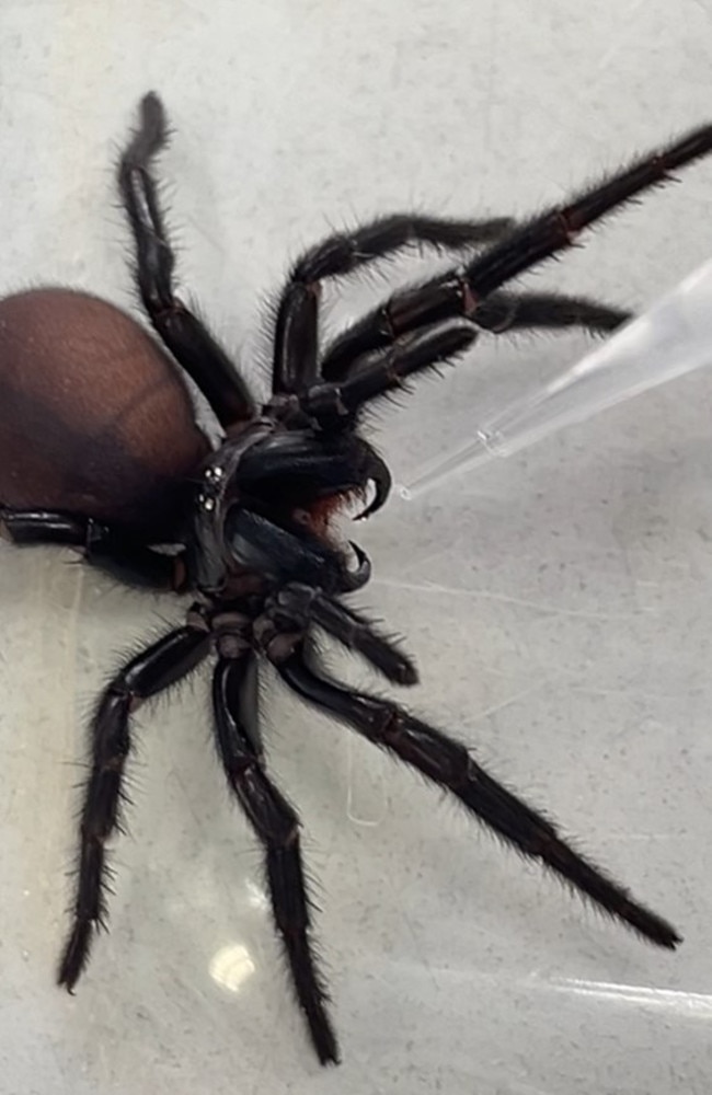 Australian researchers have created a drug using a molecule from the venom of funnel-web spiders. Picture: Supplied