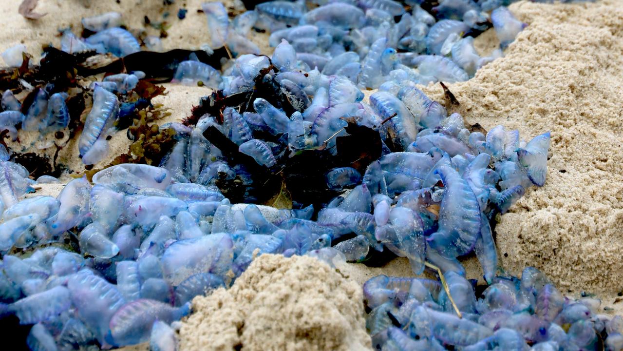 Bluebottle jellyfish hit Australian beaches in 'gobsmacking abundance' -  ABC News