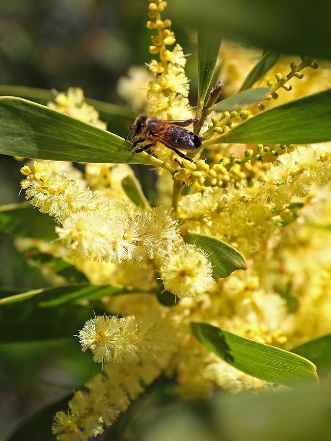 Inverawe Native Gardens at Margate. Picture: SAM ROSEWARNE