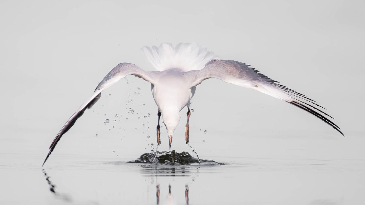 Hartlaub’s gull, Kommetjie, Cape Town by Philip Jackson. Picture: Philip Jackson Africa Geographic Photographer of the Year 2021