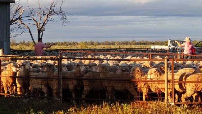 Paroo Pastoral is working on a regenerative agriculture project with the aim to generate a profit from carbon credits. Picture: Supplied.