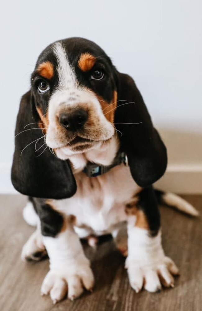 Willie: Isabella Mielczarek's 18 week old Basset Hound