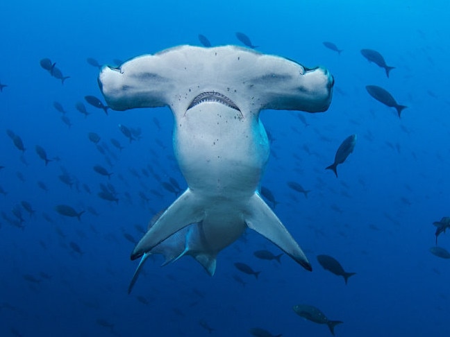 scolloped Hammerhead Shark scolloped Hammerhead Shark