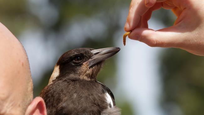 Thunder gets a feed between visits to local shops. Picture: Tim Clapin