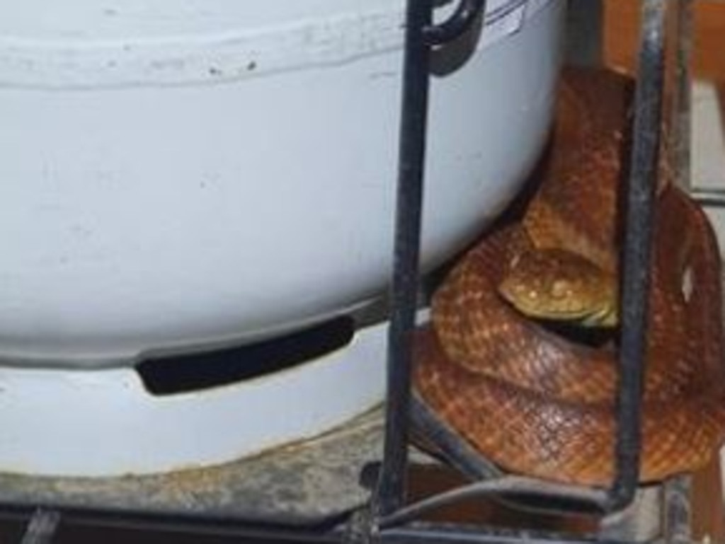 This reptile is hiding next to a barbecue gas bottle to keep dry. Picture: Sunshine Coast Snake Catchers 24/7