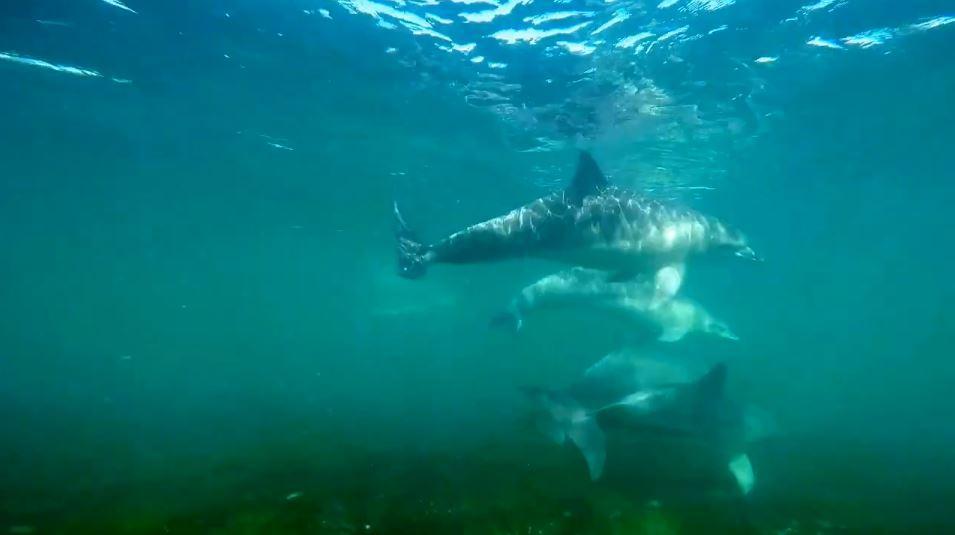 Dolphins welcome surfer home to Streaky Bay