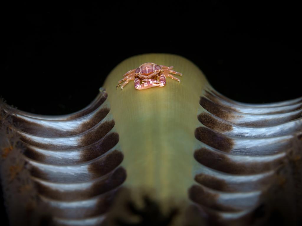 Andrei Savin: A porcelain crab sits on top of a sea pen, its constant companion. The Philippines