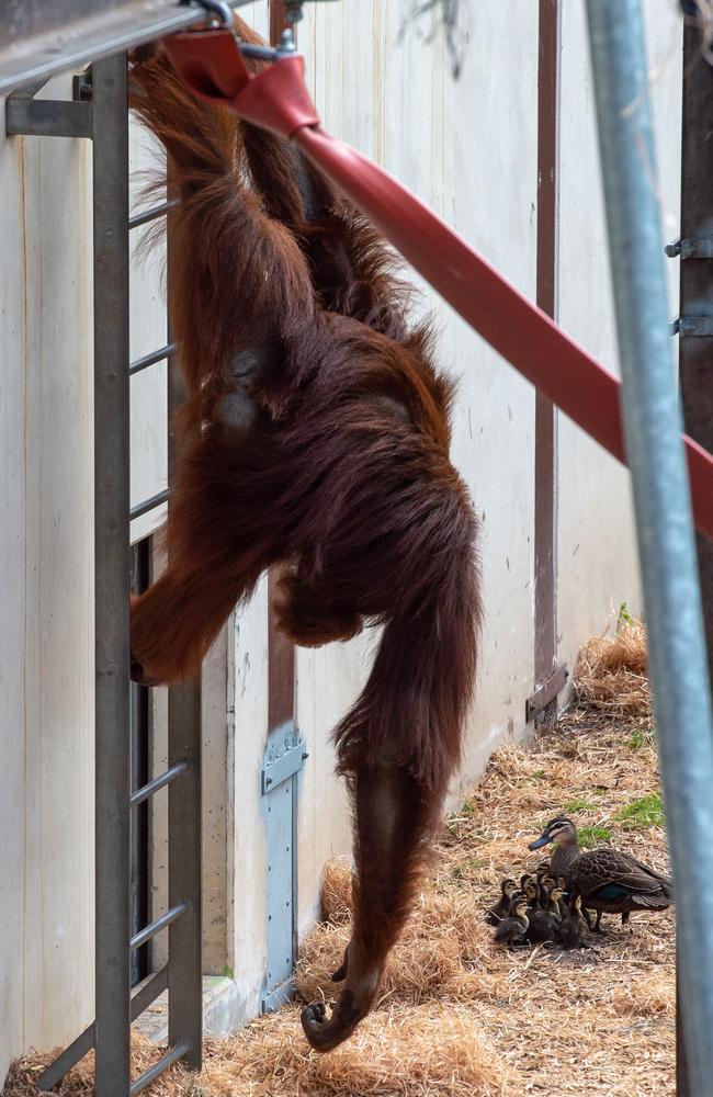 A family of ducklings walk into an orang-utan enclosure. Picture: Jason Edwards