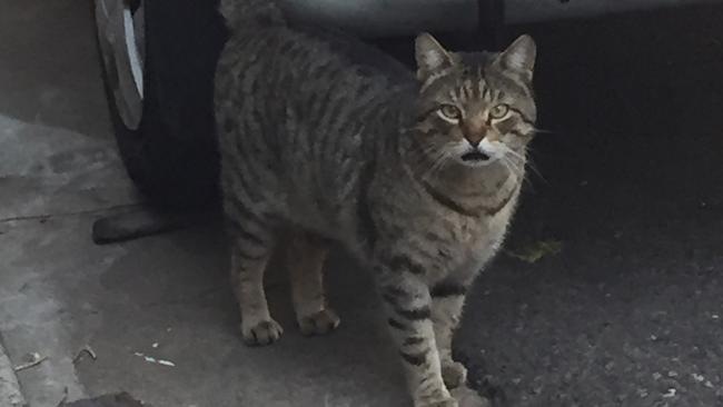 Tabby Tom was one of the Eveleigh St cats who went missing from Redfern last month.