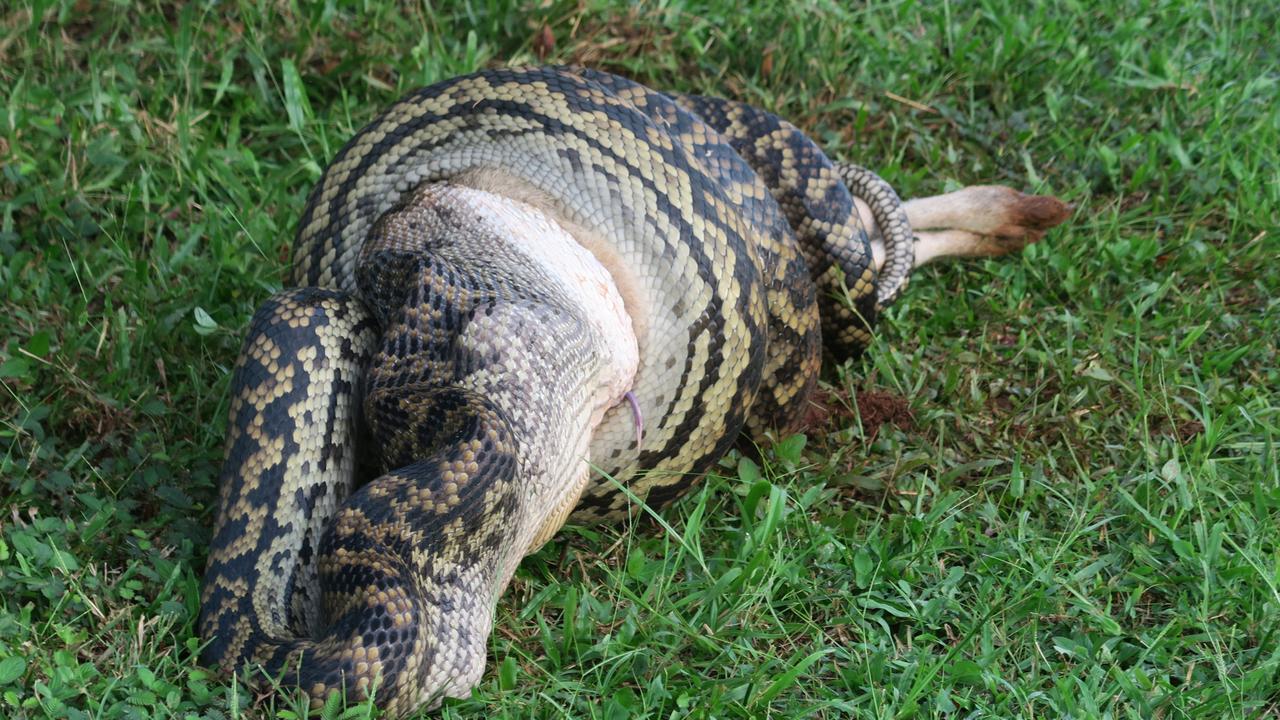 Mission Beach python: FNQ snake vomits massive wallaby | The Cairns Post