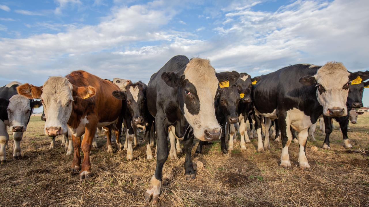 The livestock sector was worth $3.5bn to SA in 2023-24. Picture: Ben Clark