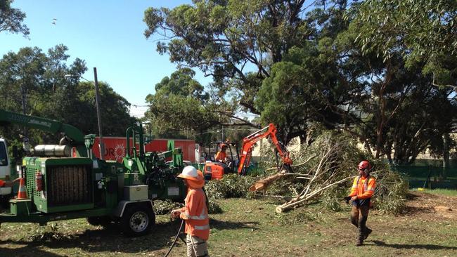 Contractors begin removing hundreds of trees near Sydney Park to make way for construction of the WestConnex St Peters interchange.