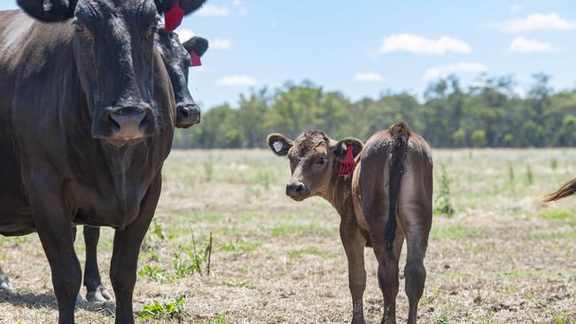 Asparagopsis has been found to reduce methane emitted in cattle burps and farts by up to 98 per cent in a laboratory setting.