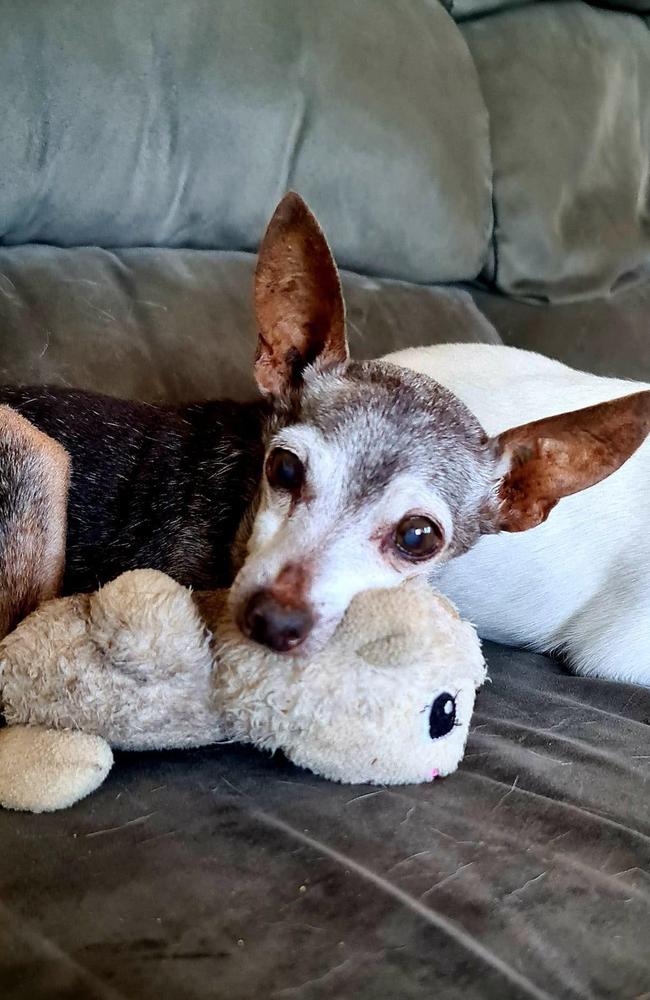 The Clarks’ beloved dog Shadow, 17, who perished in the house fire. Picture: Supplied