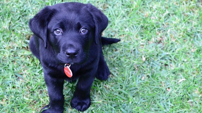 Mario Ruzic is accused of kicking a guide dog in training in Penrith on Thursday. Picture: Generic