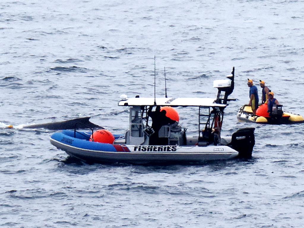 Workers from the Department of Fisheries and SeaWorld spent ten hours on Wednesday trying to save the animal. Picture: Nigel Hallett