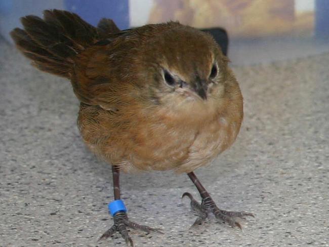 Endangered eastern bristlebirds have been reproducting in captivity. bird birds