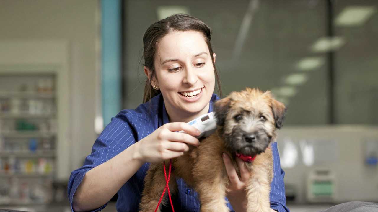 Petstock 2024 $10 microchipping