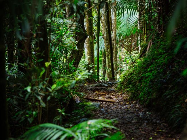 Springbrook National Park is thought to be home to some of the oldest trees in Australia.