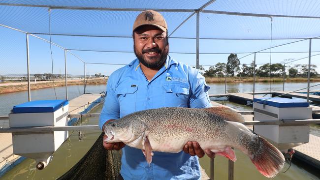 McFarlanes site manager Salu Musu with a Murray Cod Australia fish. Picture: Yuri Kouzmin
