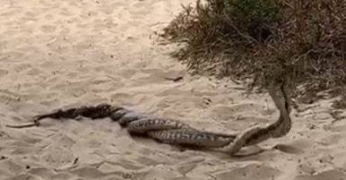 Snakes mating on a Stradbroke Island beach. Image: SIMO Facebook page.