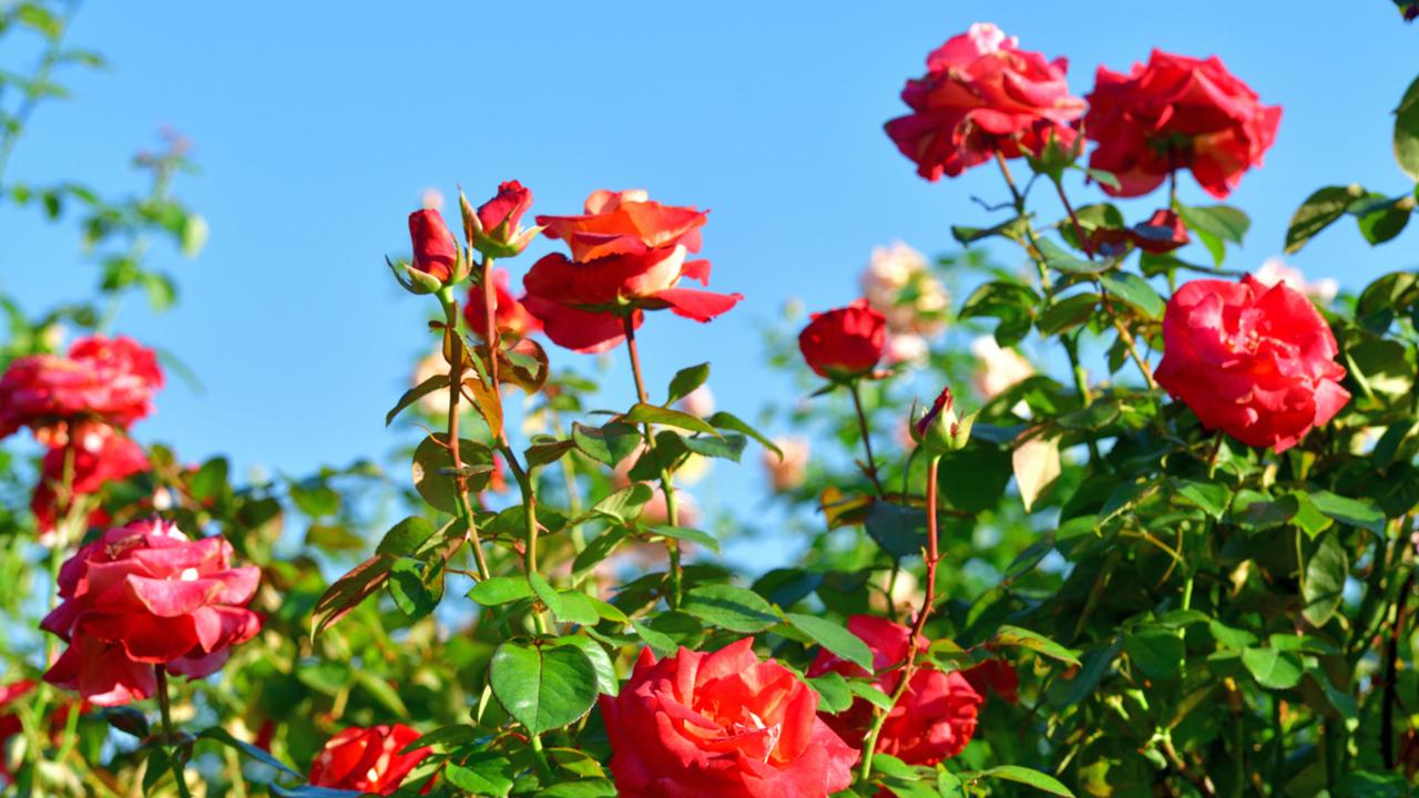 No more rose bushes for a while. Picture: iStock