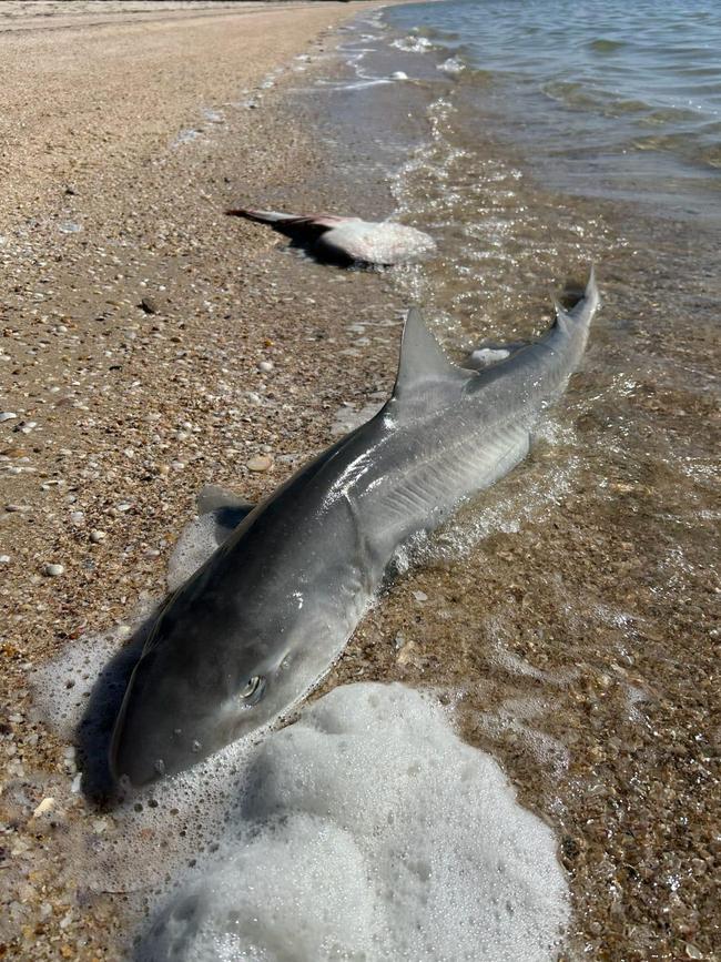 More than 200 marine species have been recorded as dead due to a toxic algae bloom in South Australia. Picture: Supplied