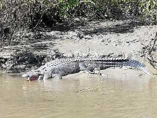 A big croc on the Proserpine River captured by Whitsunday Crocodile Safari guide Mark Norman.