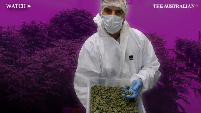 How Aussie firm cultivating medical marijuana