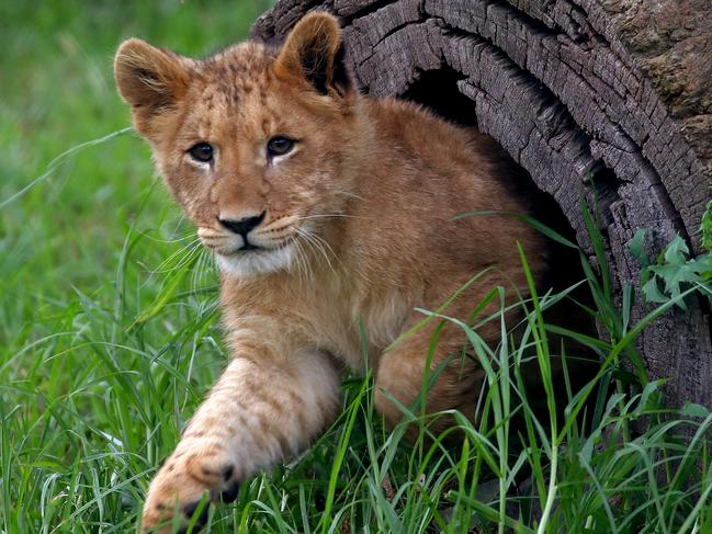 SATURDAY TELEGRAPH  ***EMBARGOED UNTIL SAT 25TH APRIL***Phoenix the 16-week-old lion cub is continuing to grow and explore his surrounds with mum Chitwa. Picture: Toby Zerna